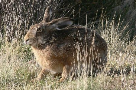 LiebreEuropea_C2B_Feb06