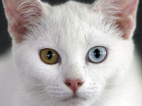 THAILAND DIAMOND EYE CAT