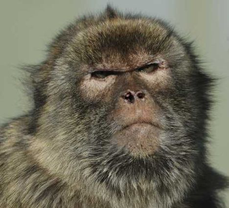0Barbary Ape Macaca sylvanus 20122006 Gibraltar a