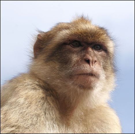 69152802-9wz4eelq-monodegibraltarvi