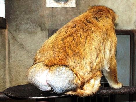 barbary-macaqueWM (4)