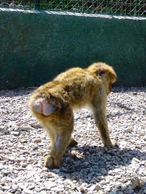 mono-de-gibraltar-espac3b1ol-c3b3-inglc3a9s