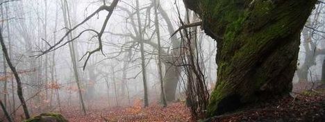 Imagen-del-bosque-del-Baztan-