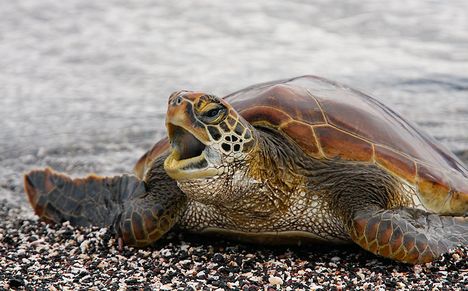 Pacifc-Green-Turtle-young-one-_MG_9931---Punta-Espinoza--Fernandina--Galapagos