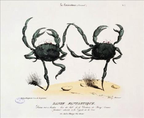 Animal-Crustacean-Crab-Dancing