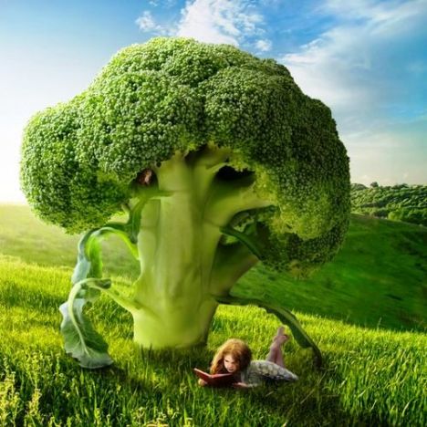 3832_505155919511688_668998997_n