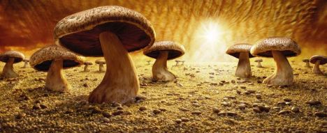 Mushroom-Savanna