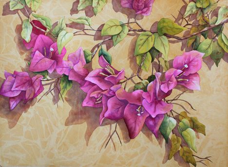 Bougainvillea-Mexicana