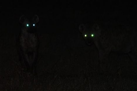 big-cat-safari-hyenas-on-a-night-drive
