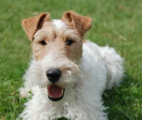raza-perros-fox-terrier