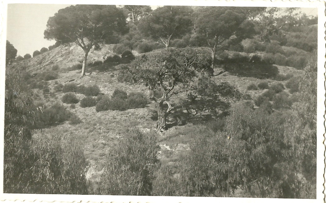 LA CAÑADA-VISTA MONTE CASA GRANDE 19480001